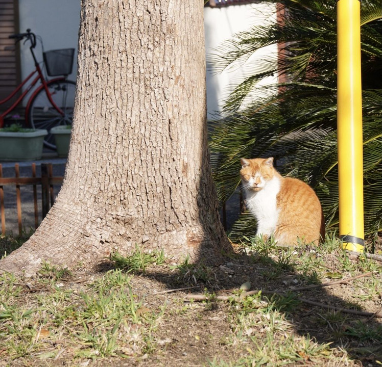 寄らば大樹の陰