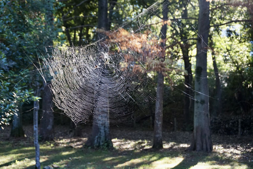 クモの網