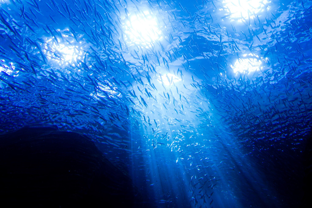 aquarium Blue