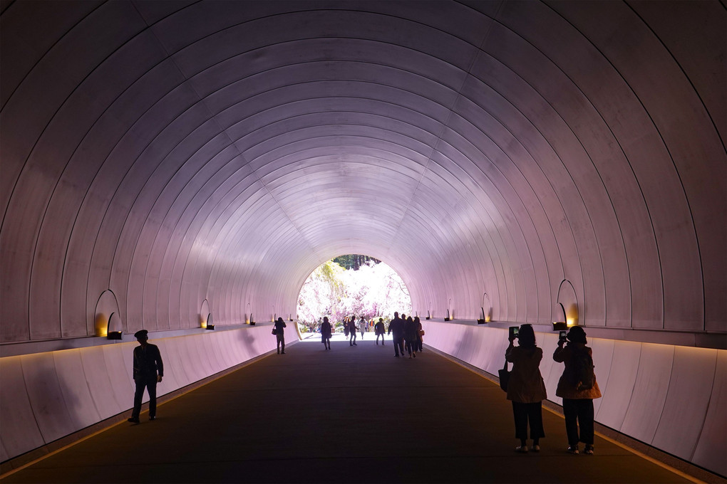 SAKURAトンネル