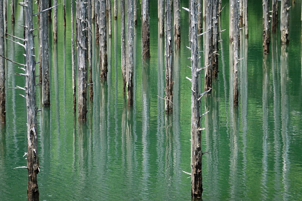 信州の青い池