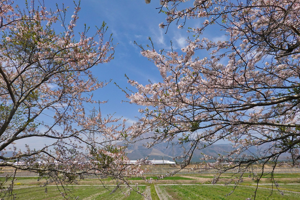 桜、伊吹に新幹線