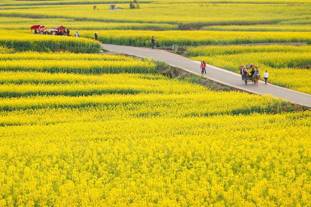 雲南省、羅平の春
