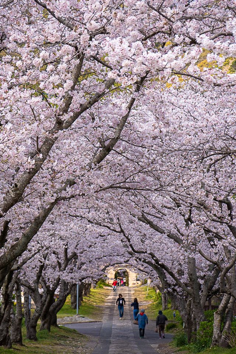 武雄桜巡り