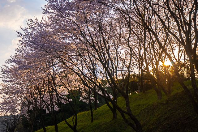 武雄桜巡り