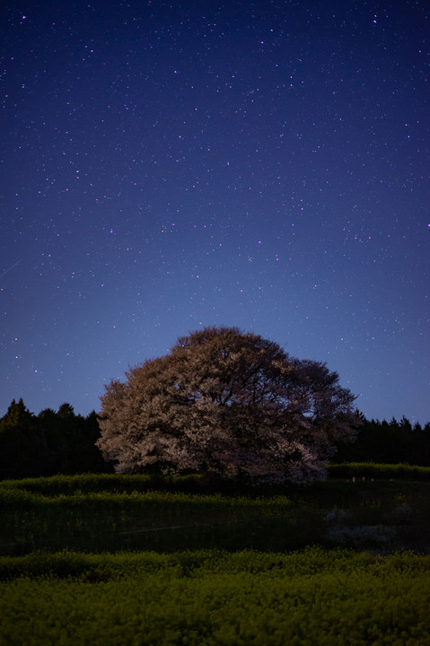山桜と星空