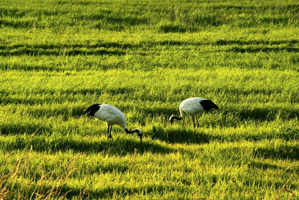 特別天然記念物　#鳥　#丹頂