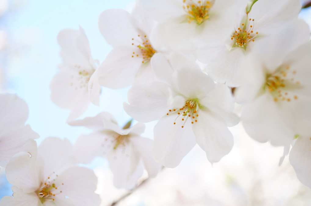 お花見 -桜-