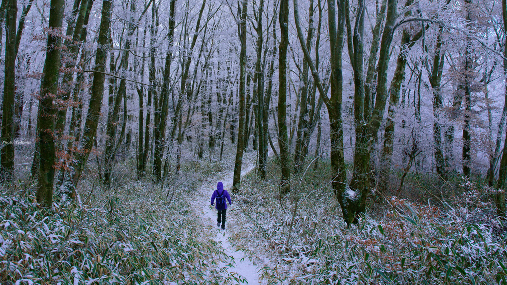 冬の森には白が似合う