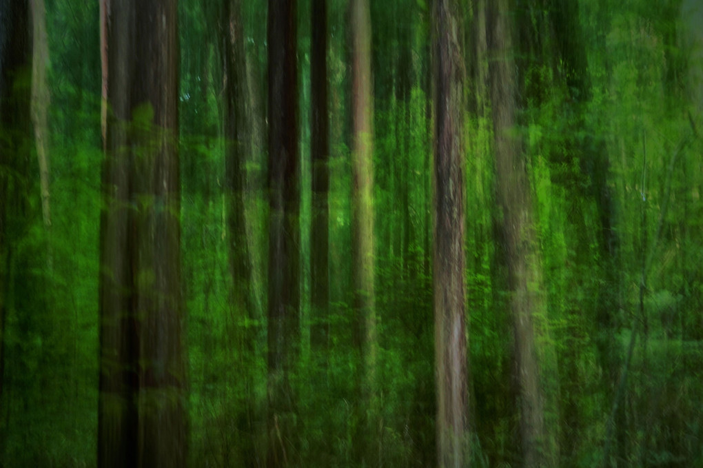 魔性の森
