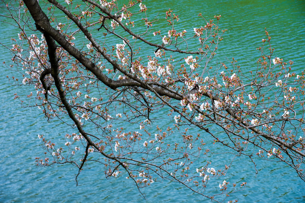 千鳥ヶ淵　五分咲きの桜