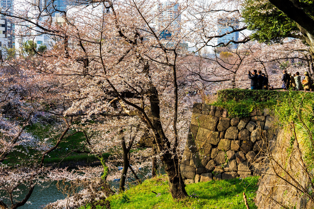 千鳥ヶ淵　五分咲きの桜