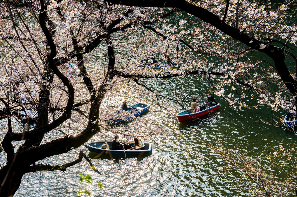 千鳥ヶ淵　五分咲きの桜