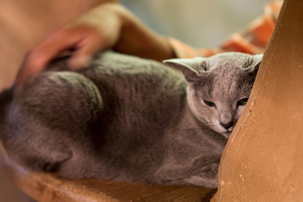 眠り猫　猫カフェ