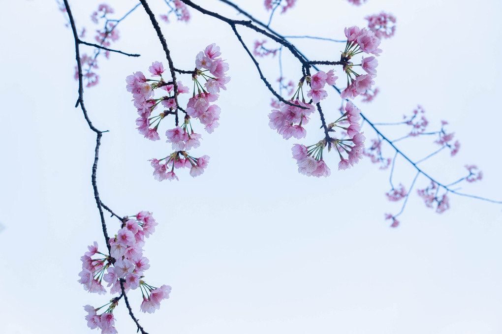 寒空に山桜