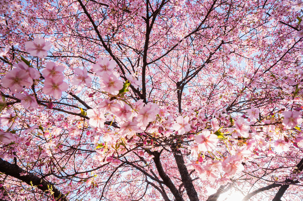 孤高の河津桜が満開