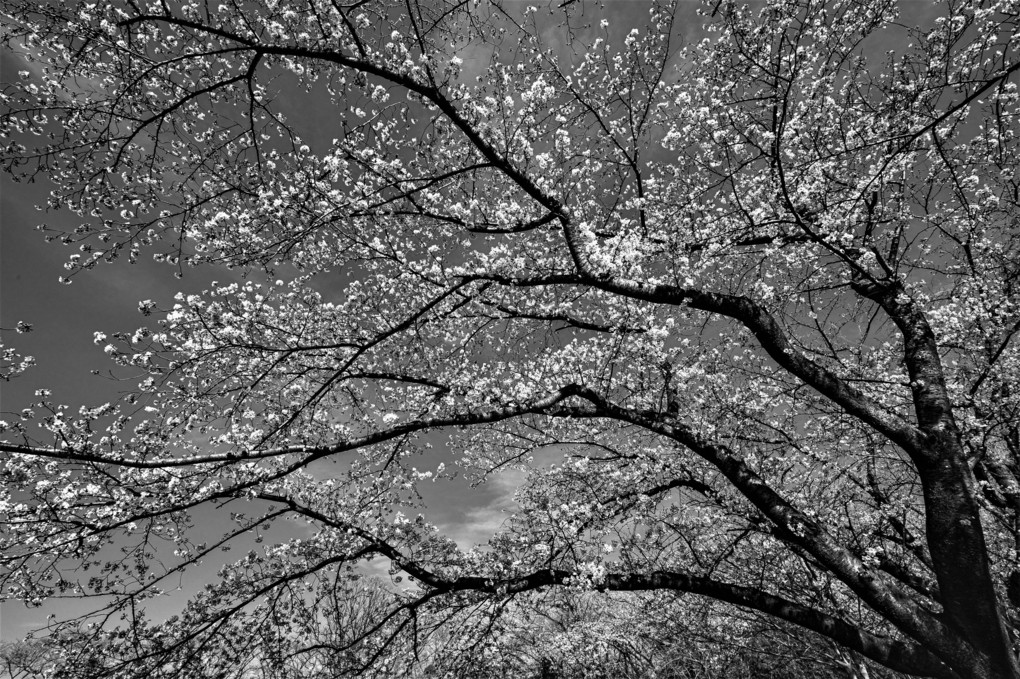 ２分咲きの桜　モノクロ
