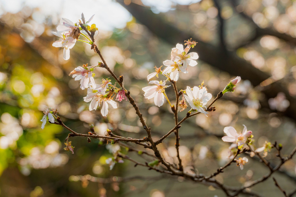 アーコレード　秋に咲く桜