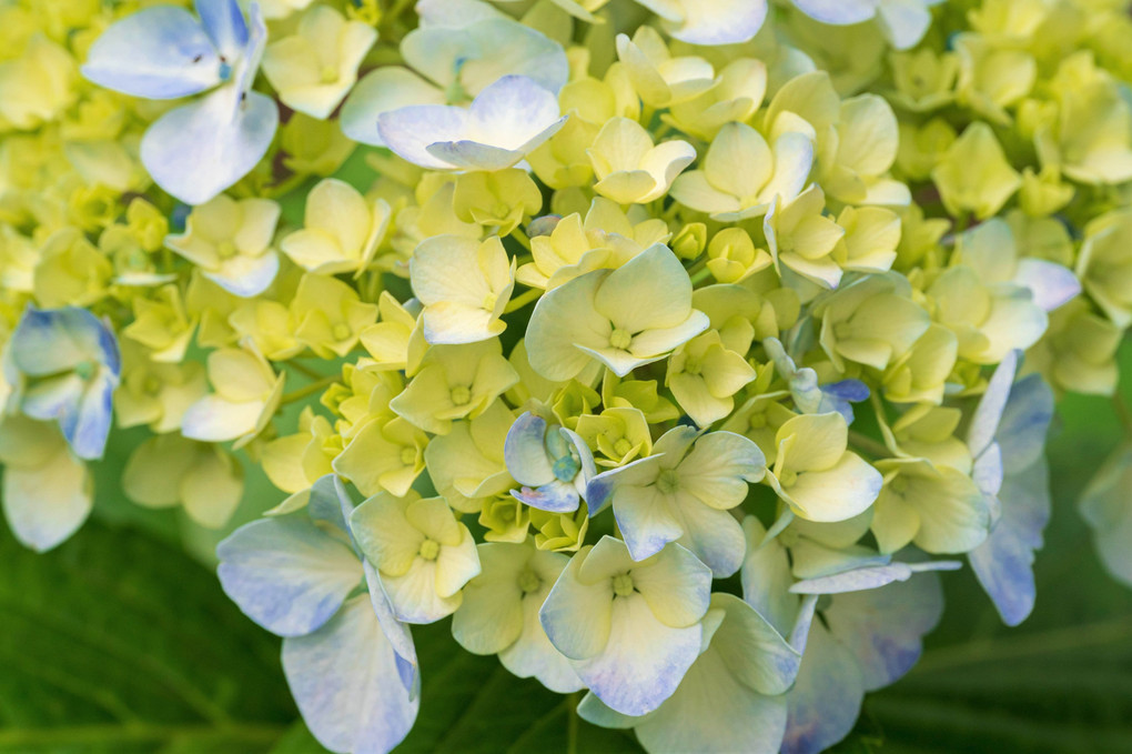 紫陽花クローズアップ