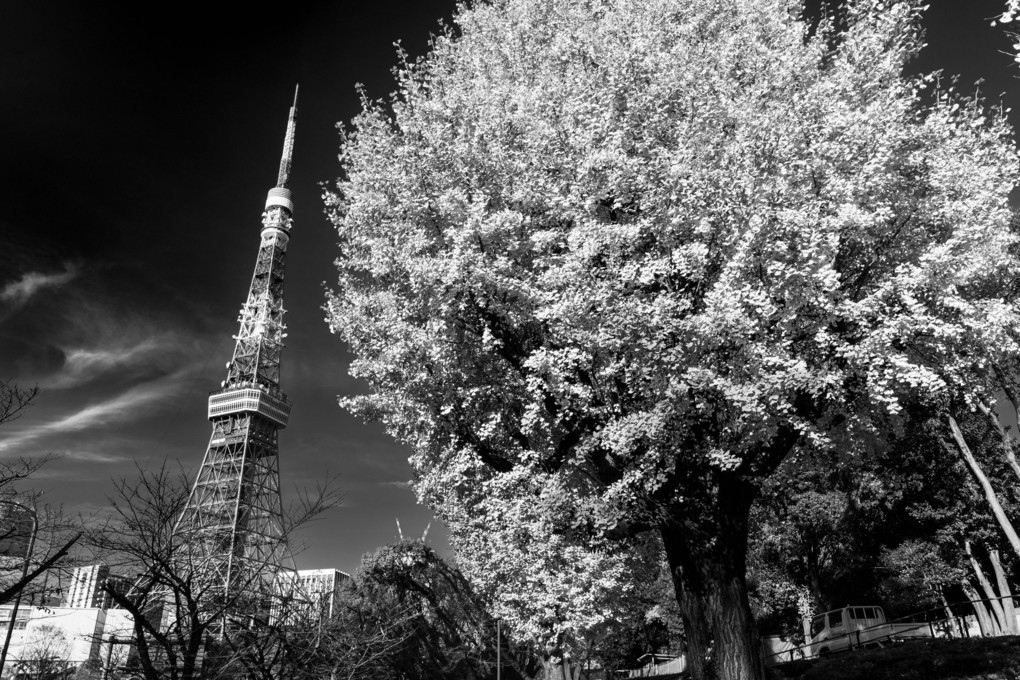 東京タワーと銀杏　モノクロ