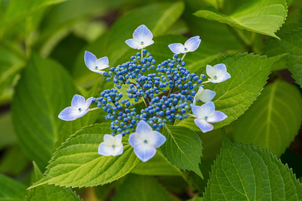 咲き始めた紫陽花