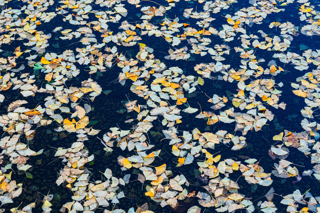 水面の落ち葉