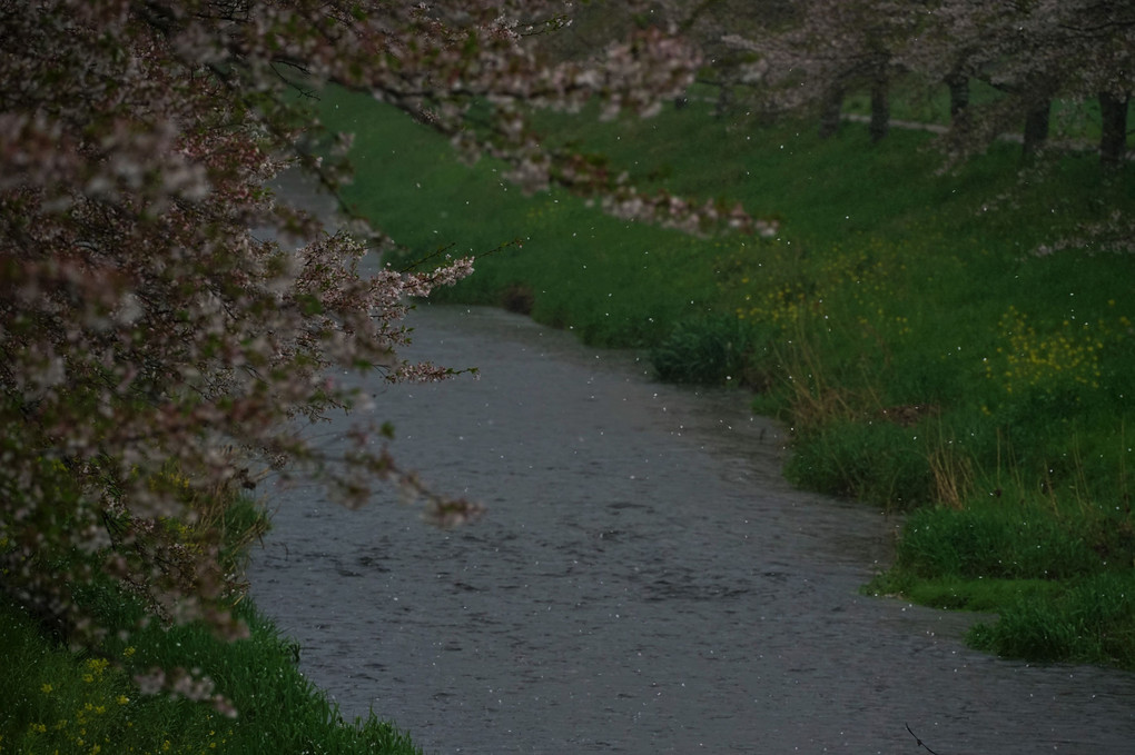 雨と桜の舞