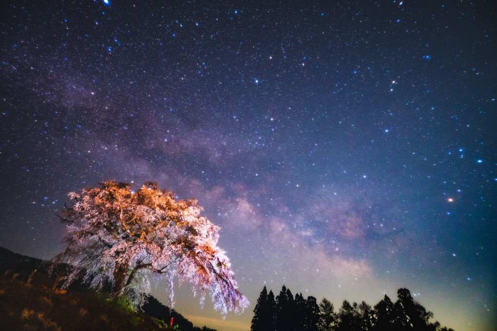 宇宙に咲く孤高の一本桜