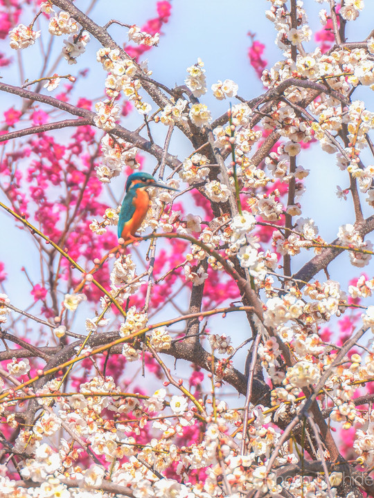 春の調べ：カワセミと梅の共演