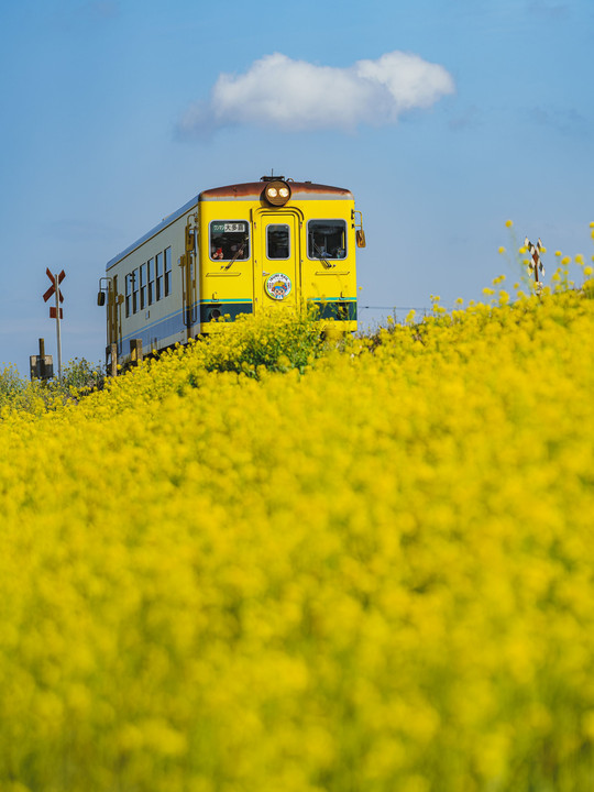 菜の花、黄色い列車、青空
