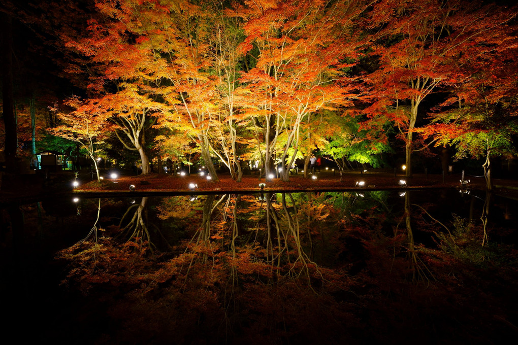 曽木公園ライトアップ