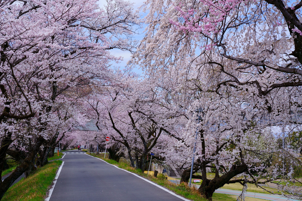 木曽川堤