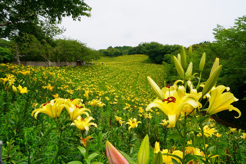 可睡ゆりの園③