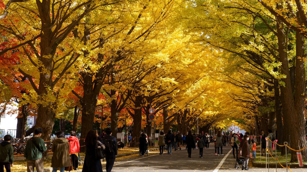 北海道大学 イチョウ並木