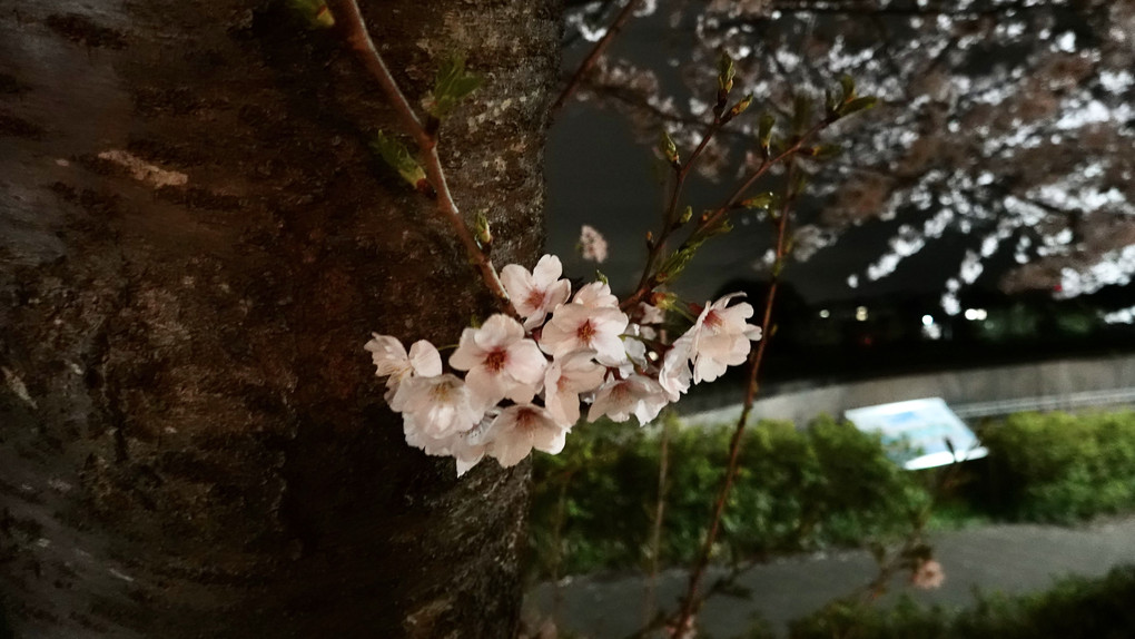 夜桜