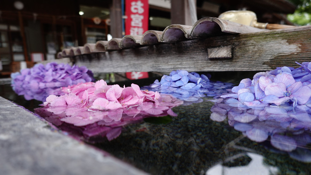 手水舎を花手水に変えて。