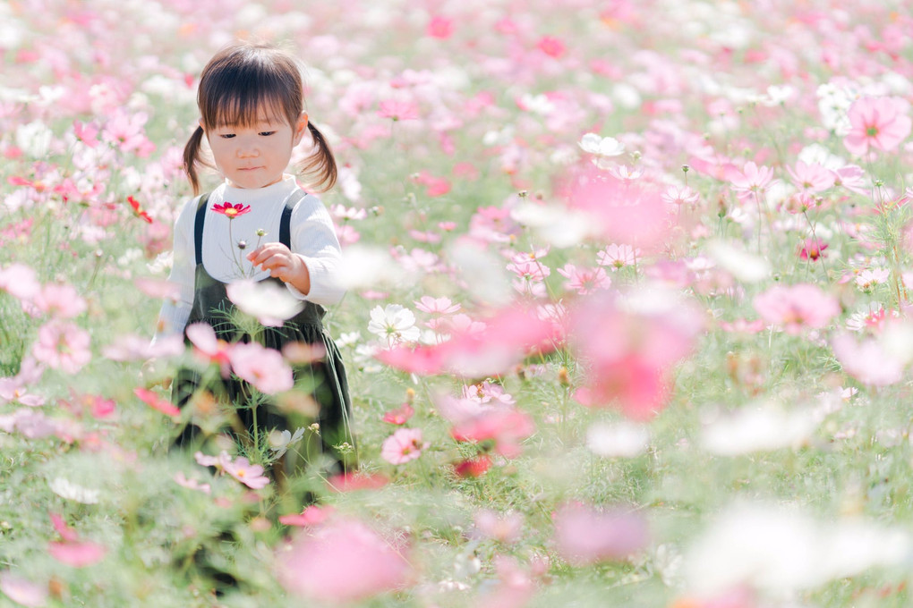 コスモスは蕾が好き