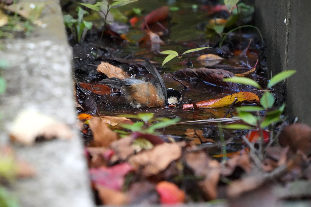 ヤマガラ　落ち葉の水浴び