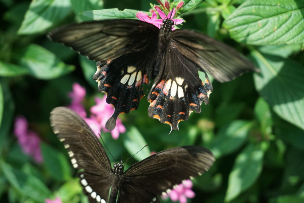 綺麗な蝶のカップル