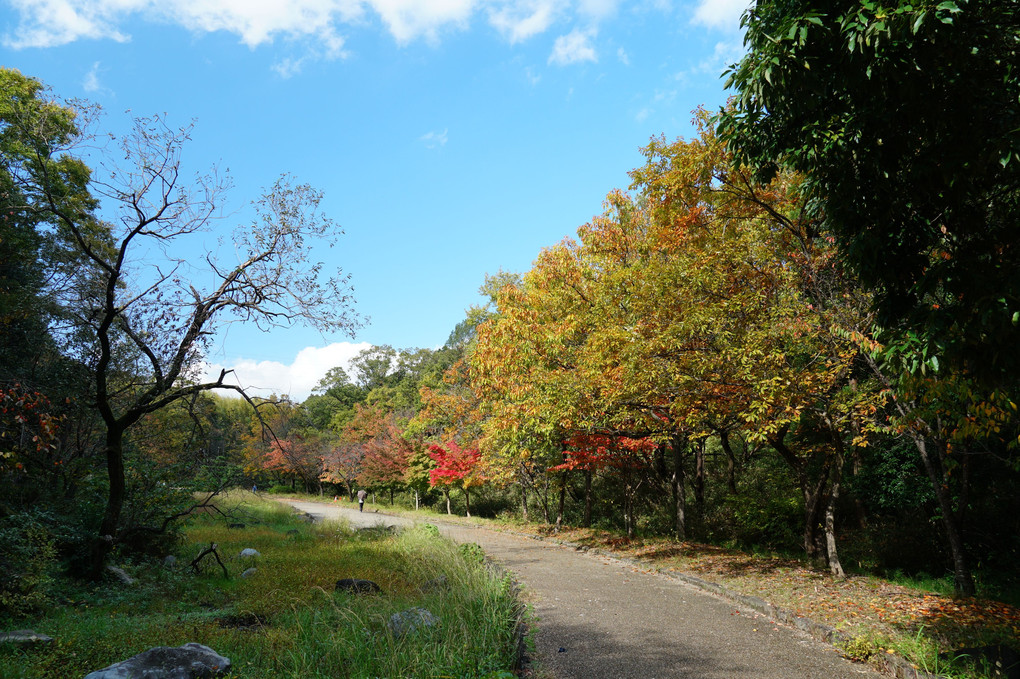 秋の山田池公園