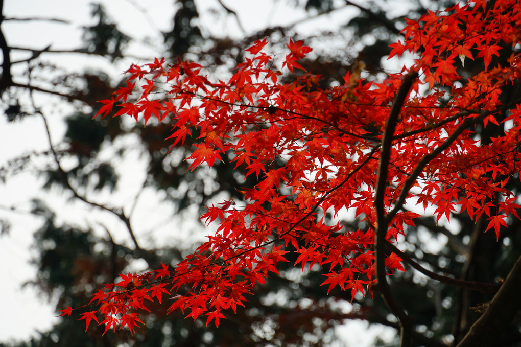 京都の紅葉