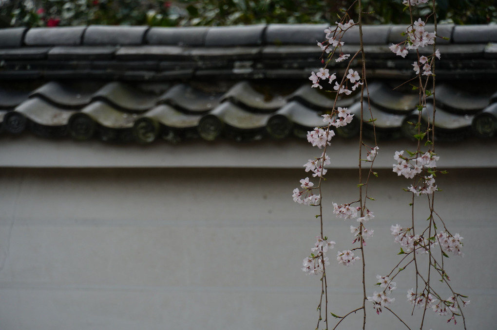 醍醐の花