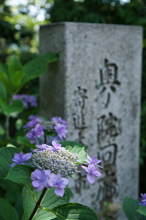 楊谷寺の紫陽花