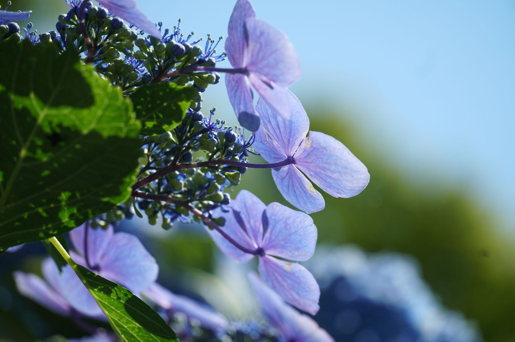 楊谷寺の紫陽花