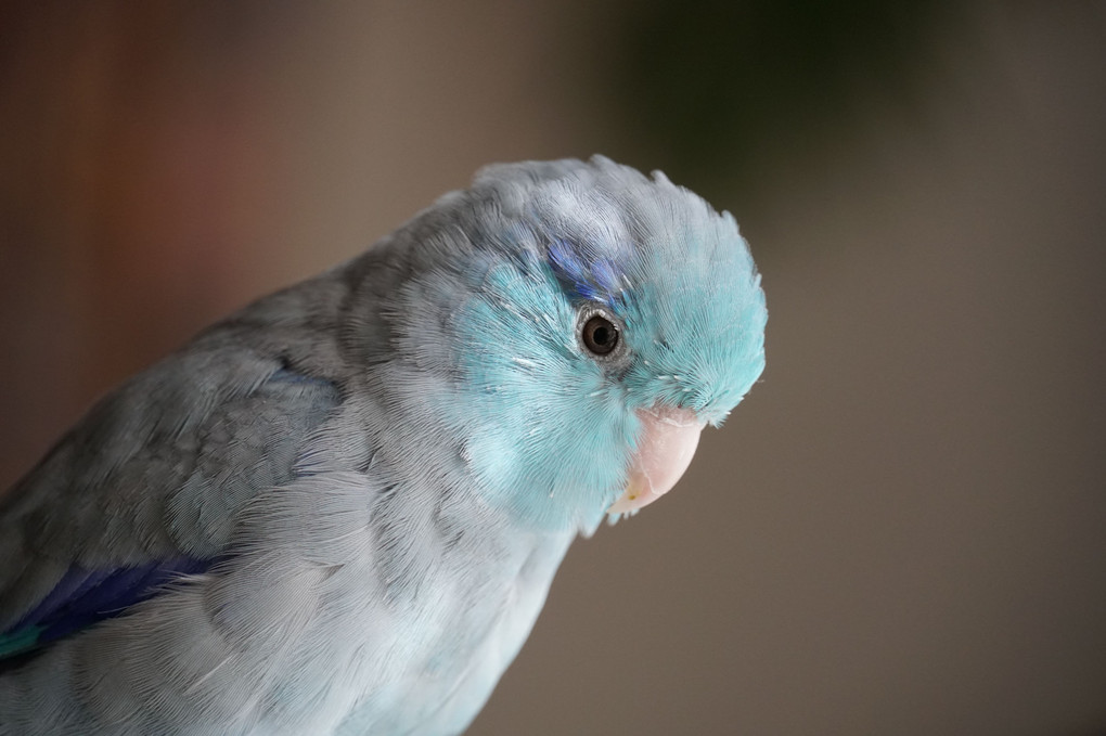 カッコよく撮れよ 飼い主