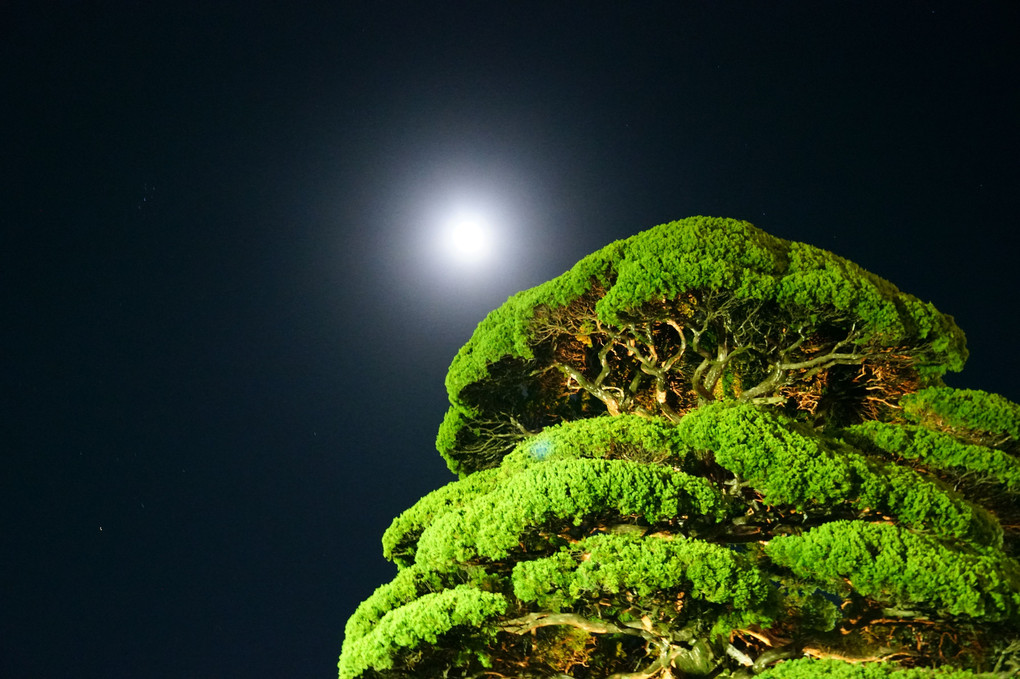 月とカイヅカイブキの木