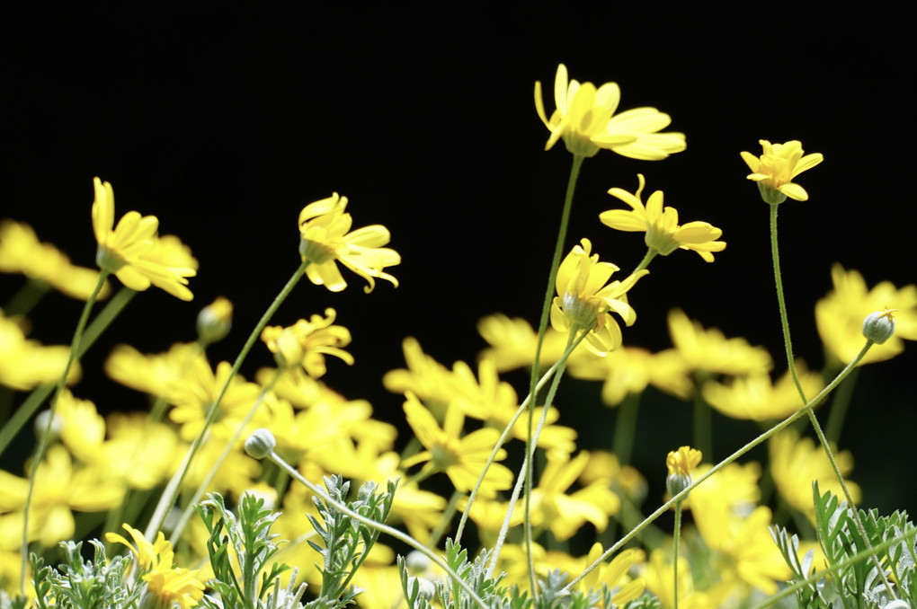 黄色い花が好き