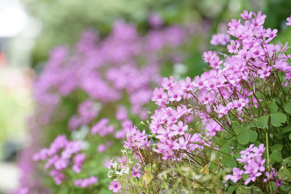 カタバミの花