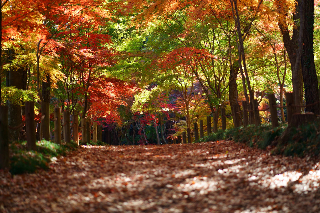 秋彩の道