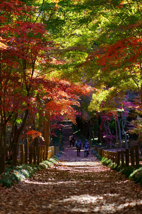 秋彩の道